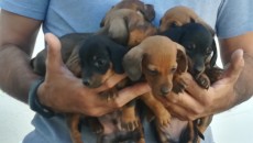 Cachorros kaninchen