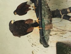 Foto de los padres