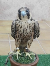 Torzuelo peregrino 2018.jpg