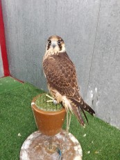 Torzuelo peregrino 2018_1.jpg