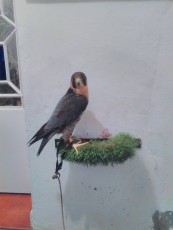 halcones 18 581.jpg