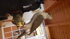 IMG-20181109-WA0013.jpeg