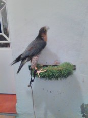 halcones 18 579.jpg
