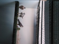 Hembra progenitora con pollos