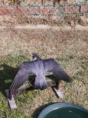 torzuelo de peregrino