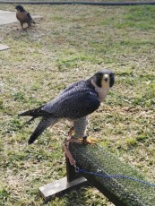 torzuelo de peregrino
