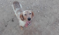 Estas son las fotos de la madre, una setter de color blanco con manchas ruanas