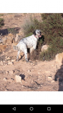 Macho (2).png