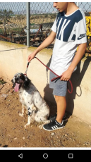 Estas son las fotos del padre, un setter tricolor (blanco, negro y ruano)