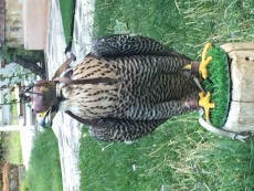 Prima pollo de scothis