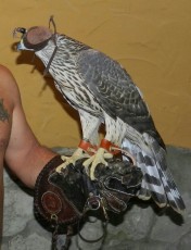 Pollo hembra Ruso.jpg