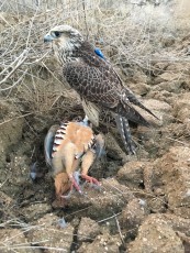 Pollos de otros años.