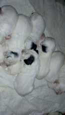 IMG-20190417-WA0019.jpeg
