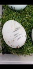 Black sparrowhawk egg pip.jpg