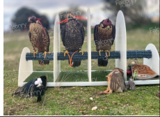 transportin 4 halcones :120 euros