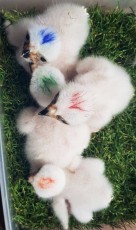 Black sparrowhawk chicks.jpg