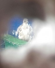 muchas gracias Dani,osdejo una foto que e podido hacer esta mañana