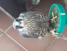 Pajaro numero 2