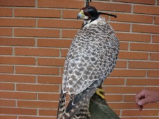 Prima de gerifalte x peregrino