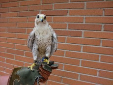 Prima de gerifalte x peregrino