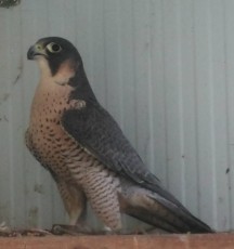 IMG-20190211-WA0005~2.jpg