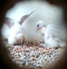 los últimos pollos