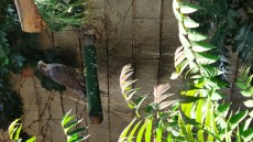 IMG_20190626_113629_1.jpg