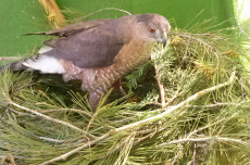 cooperhembra.png