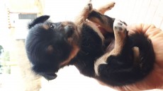 IMG-20190620-WA0009.jpeg