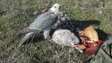 Gerifalte x Peregrino II.jpg