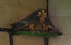 IMG_20190726_105751.jpg