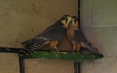 IMG_20190726_105722.jpg