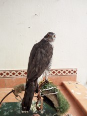 IMG_20190808_175423.jpg