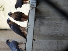 aplomado x peregrinus,.jpg