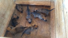 IMG-20190816-WA0011.jpeg