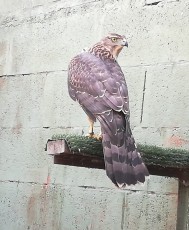 Disponible solo este azor