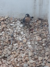 IMG-20190908-WA0029.jpg