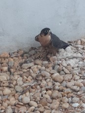 IMG-20190908-WA0024.jpg