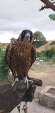 gran cazador