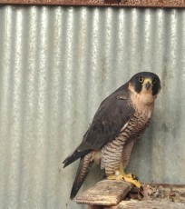 IMG_20191219_105754.jpg (318.32 KiB) Visto 3700 veces IMG_20191219_105754.jpg