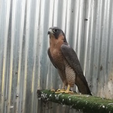 IMG_20191215_100537.jpg (764.06 KiB) Visto 3698 veces IMG_20191215_100537.jpg