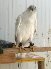 mini_IMG-20170915-WA0043.jpg
