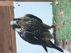 IMG_6899.jpg