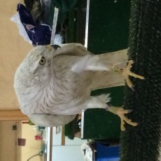 Macho de Alvidus Reproductor