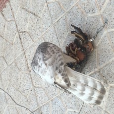 Pollo Hembra del 2.019