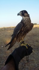 foto pollos años anteiores