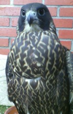 Madre de pollo