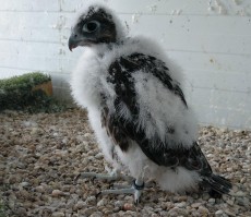 Pollo otra temporada.