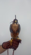 IMG_20200507_102843.jpg
