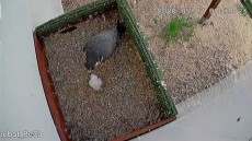 MADRE-POLLO